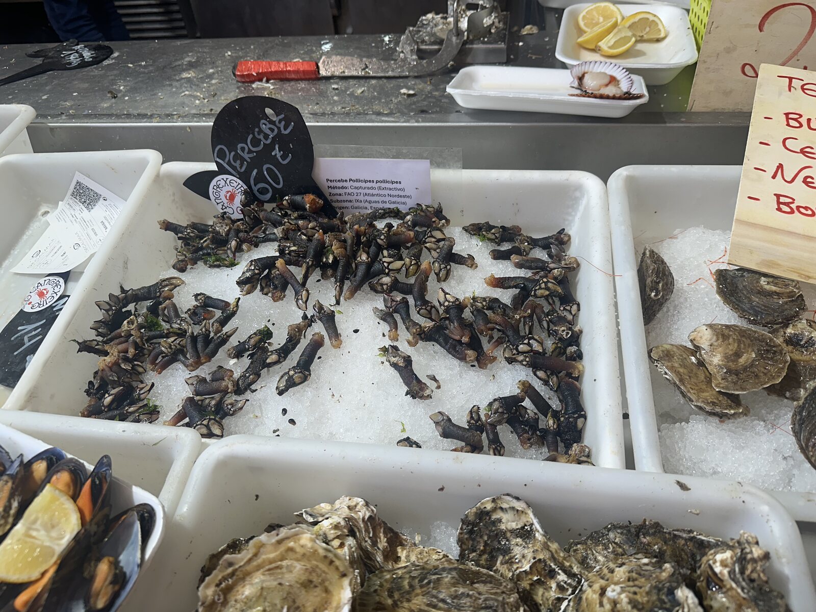 冰上的藤壺和生蠔