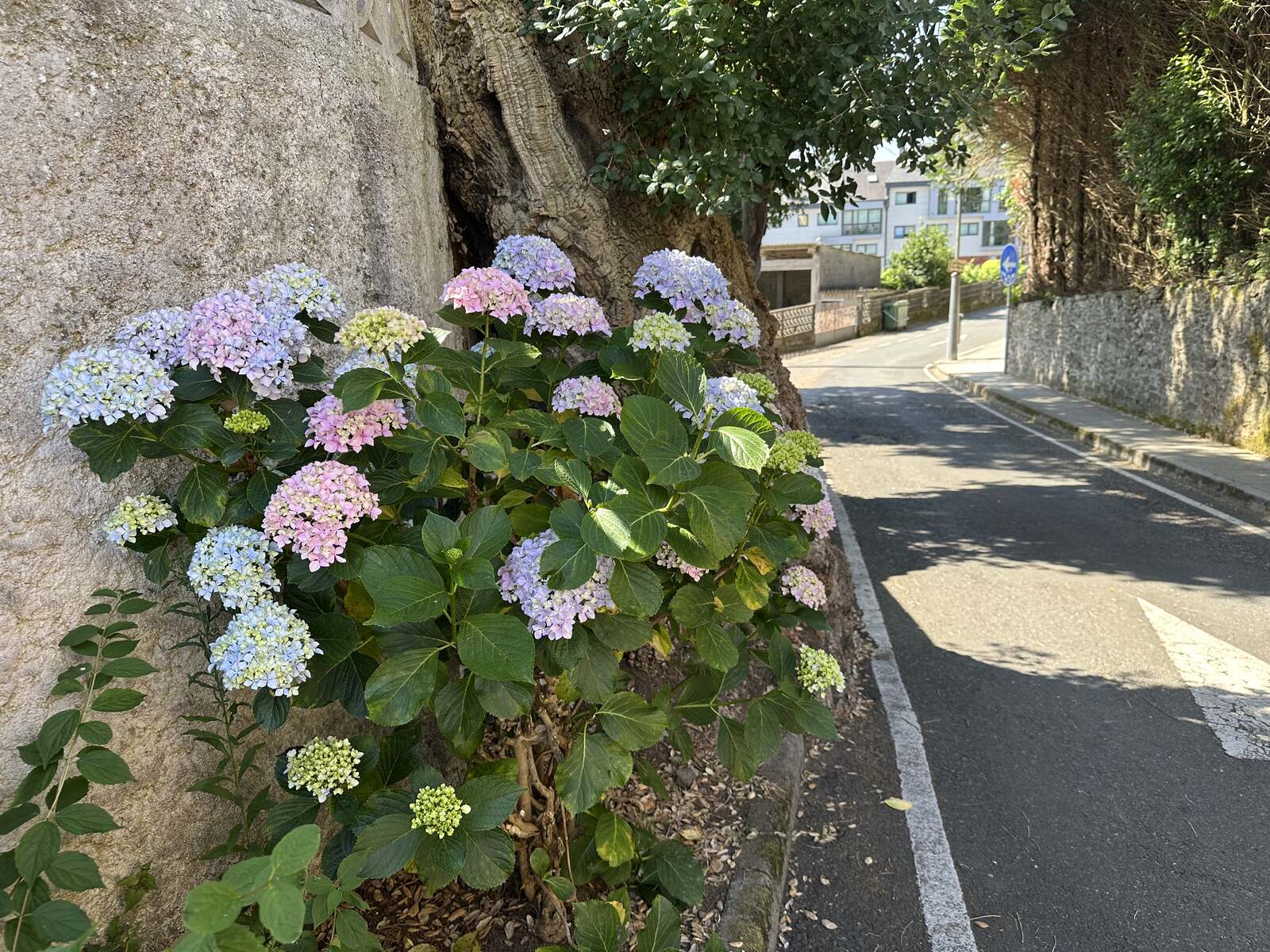 路邊的繡球花